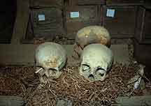 Skulls found at the Giza Pyramid