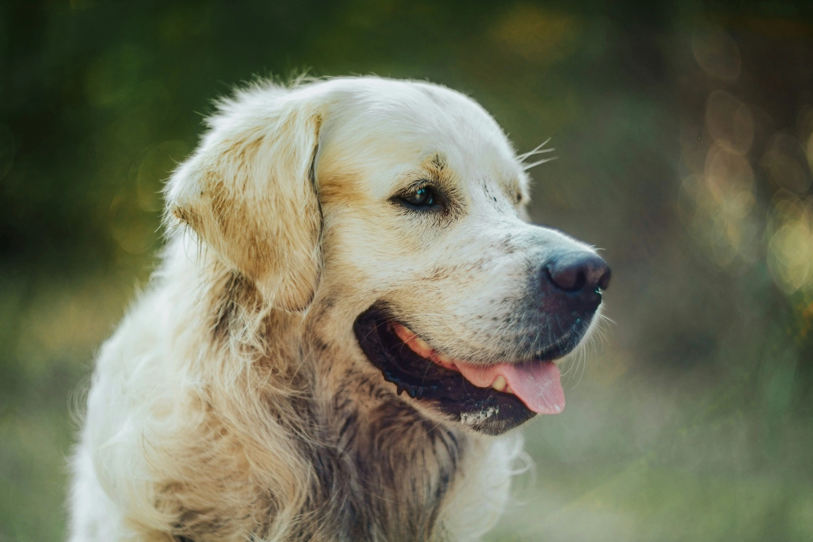 A Comprehensive Look at Dog Breeds: Ancient History, Fascinating Facts, and the ... hero image