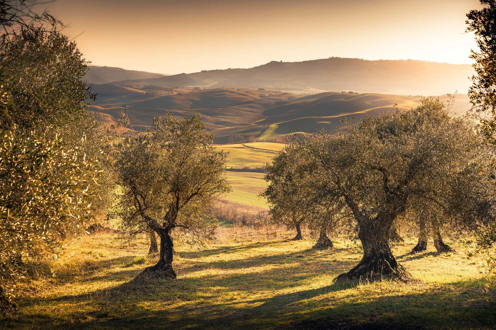 The Olive Tree: Its Symbolism and Meaning in the Bible... hero image