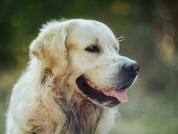 A Comprehensive Look at Dog Breeds: Ancient History, Fascinating Facts, and the Beloved English Bulldog post image